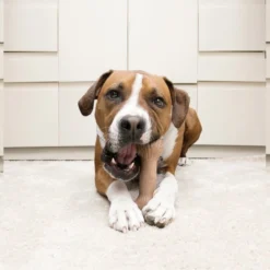 KONG ChewStix Bone Dog Toy -KONG Toys Shop 209784 PT2. SY630 V1575300220