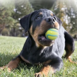 KONG Wavz Ball Dog Toy, Color Varies -KONG Toys Shop 219733 pt2. SY630 V1581950879