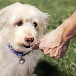 KONG Bites Grain-Free Salmon Dog Treats, 5-oz bag 8 KONG Bites Grain-Free Salmon Dog Treats, 5-oz bag -KONG Toys Shop 295102 PT2. SY630 V1623128575