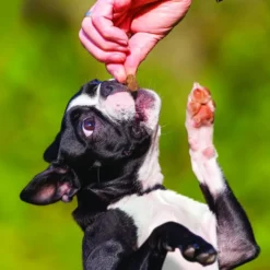 KONG Bites Mini Grain-Free Peanut Butter Dog Treats, 5-oz bag -KONG Toys Shop 295108 PT2. SY630 V1623139674