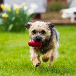 KONG Classic Toy + Calming Chews Small Dog Supplement -KONG Toys Shop 303680 PT4. SY630 V1623076348