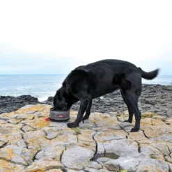 KONG Fold-Up Dog Bowl, Red & Black, Small -KONG Toys Shop 364073 PT4. SY630 V1643842328