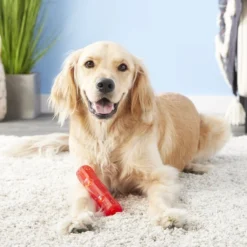 KONG Squeezz Stick Dog Toy, Color Varies -KONG Toys Shop 53391 PT4. SY630 V1603152698