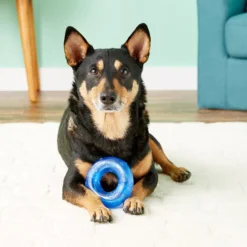 KONG Squeezz Ring Dog Toy, Color Varies -KONG Toys Shop 53398 PT4. SY630 V1603150596