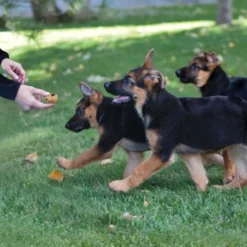 KONG Kitchen Picnic In The Park Grain-Free Peanut Butter Crunchy Biscuit Dog Treats, 8-oz box -KONG Toys Shop 534870 PT1. SY630 V1657658788