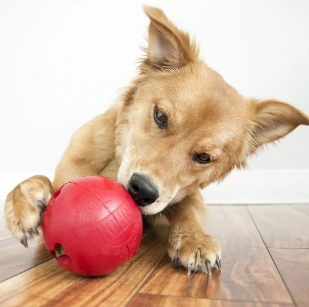KONG Classic Biscuit Ball Dog Toy 6 KONG Classic Biscuit Ball Dog Toy - Image 4