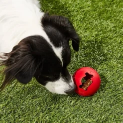 KONG Classic Biscuit Ball Dog Toy 12 KONG Classic Biscuit Ball Dog Toy -KONG Toys Shop 59149 PT5. SY630 V1603160486