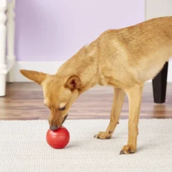 KONG Ball Dog Toy 10 KONG Ball Dog Toy -KONG Toys Shop 59154 PT5. SY630 V1603145188