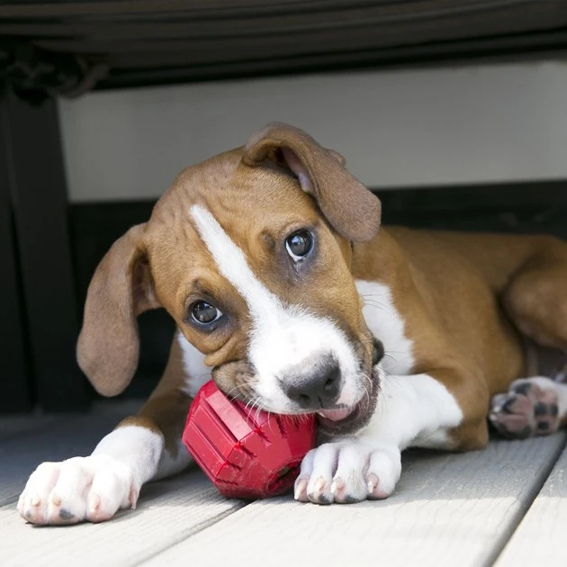 KONG Stuff a Ball Dog Toy 6 KONG Stuff a Ball Dog Toy - Image 4