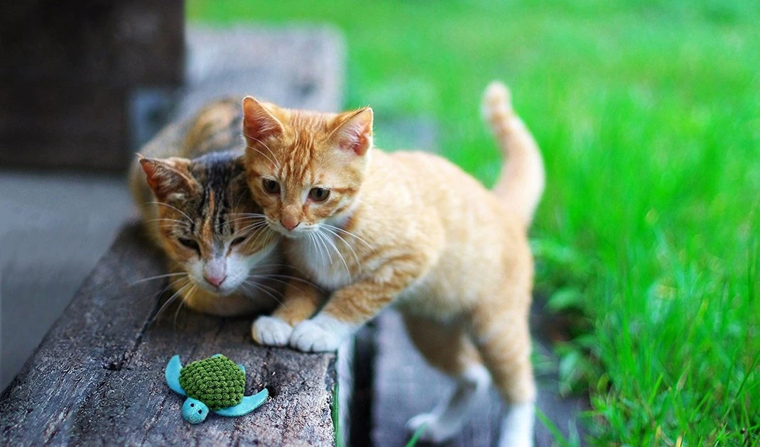 KONG Refillable Turtle Catnip Cat Toy 4 KONG Refillable Turtle Catnip Cat Toy - Image 2