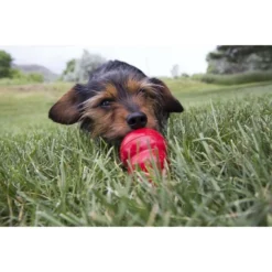 KONG Stuff'N Easy Treat Bacon & Cheese Recipe 11 KONG Stuff'N Easy Treat Bacon & Cheese Recipe -KONG Toys Shop 62789 PT3. SY630 V1605349613