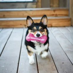 KONG Squeezz Crackle Dumbbell for Dogs, Color Varies -KONG Toys Shop 84461 PT2. SY630 V1631770779