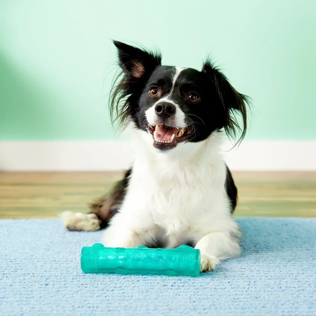 KONG Squeezz Crackle Stick for Dogs, Color Varies 4 KONG Squeezz Crackle Stick for Dogs, Color Varies - Image 2