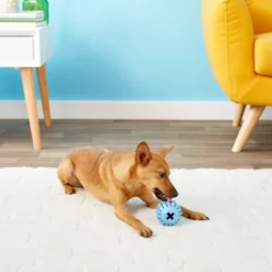 KONG Puppy Activity Ball Dog Toy, Color Varies -KONG Toys Shop 91191 PT5. SY630 V1603156594