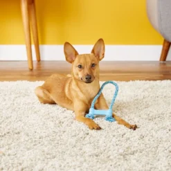 KONG Puppy Goodie Bone with Rope Dog Toy, Color Varies 11 KONG Puppy Goodie Bone with Rope Dog Toy, Color Varies -KONG Toys Shop 91198 PT3. SY630 V1603150588