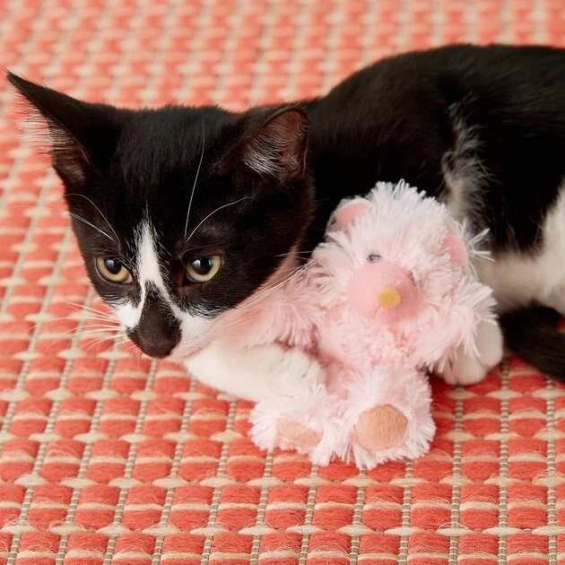 KONG Kitten Teddy Bear Cat Toy, Color Varies 5 KONG Kitten Teddy Bear Cat Toy, Color Varies - Image 3